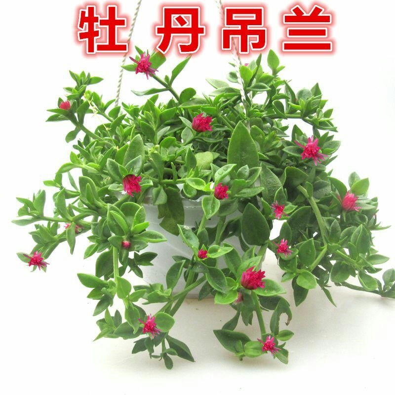 金边吊兰金心吊兰青叶吊兰盆栽绿植吸甲醛净化空气四季绿植