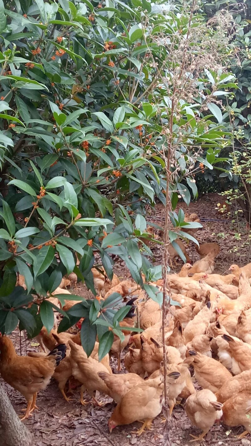 湖北孝感土鸡，活鸡，基地直发量大从优欢迎来电咨询