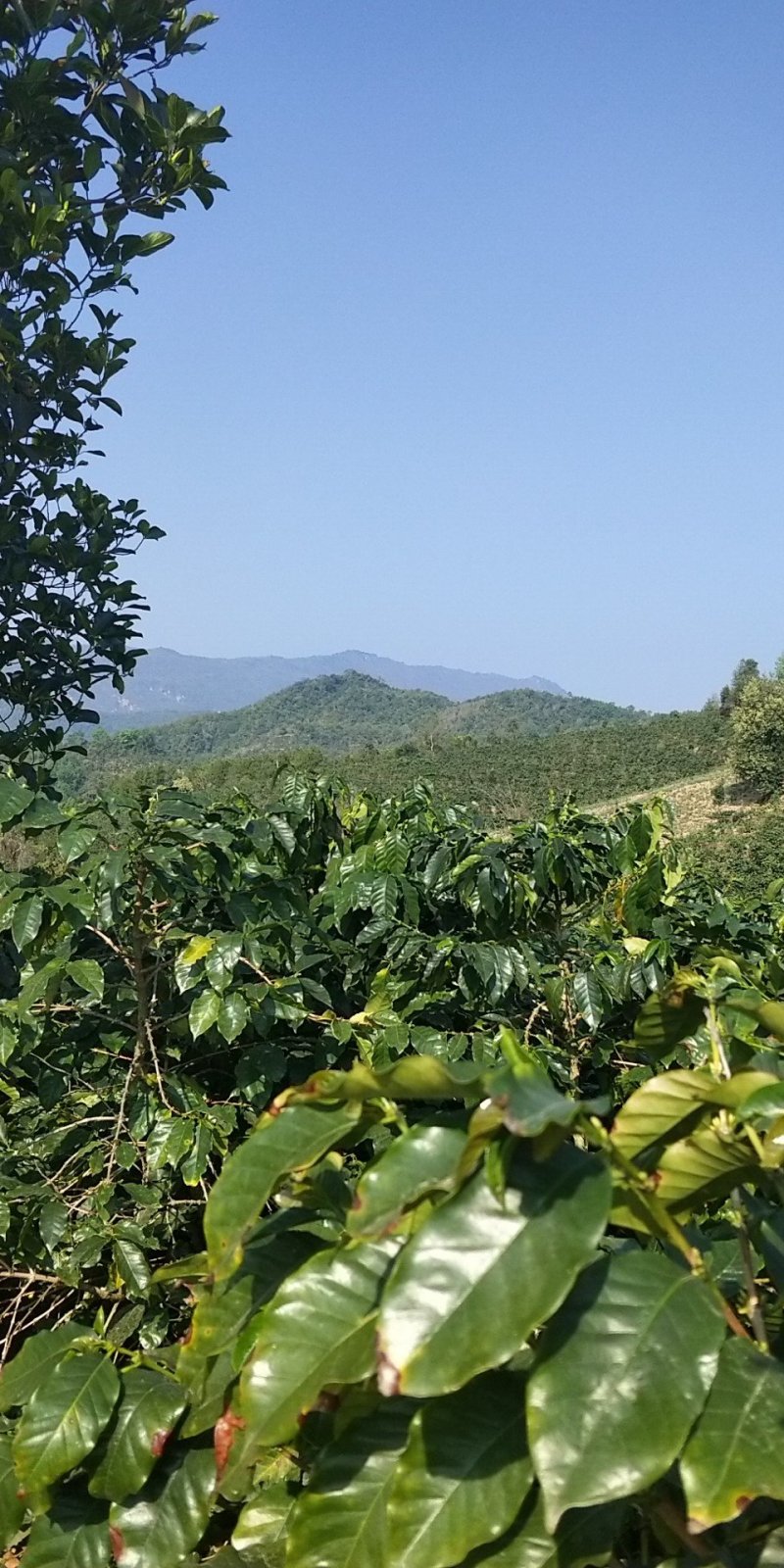 云南普洱小粒咖啡