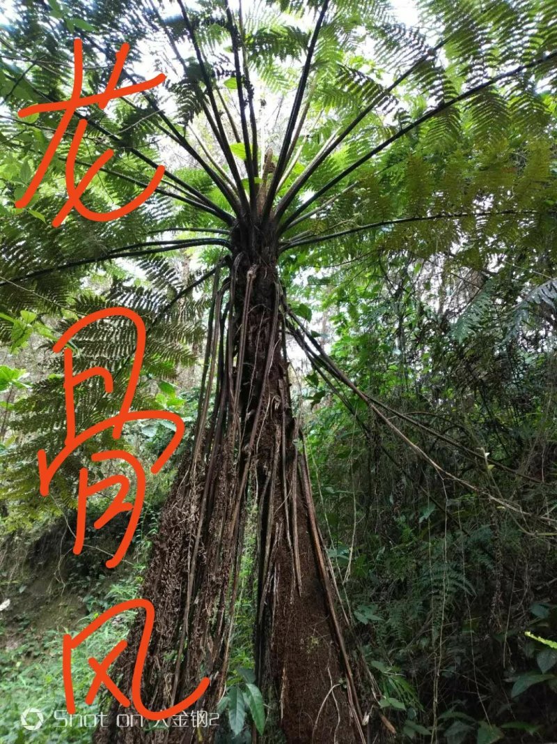 广西河池本地六万大石山野生龙骨风