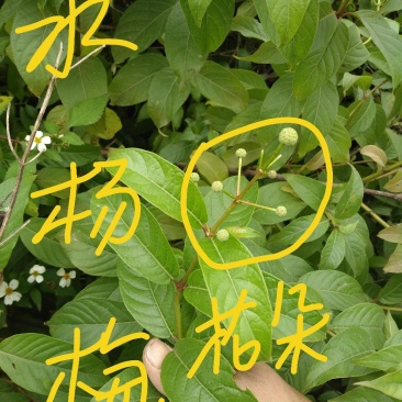 广西河池本地野生水杨梅