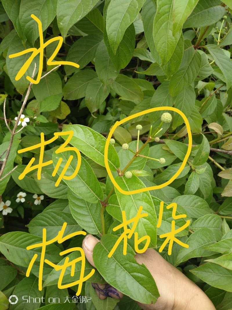 广西河池本地野生水杨梅