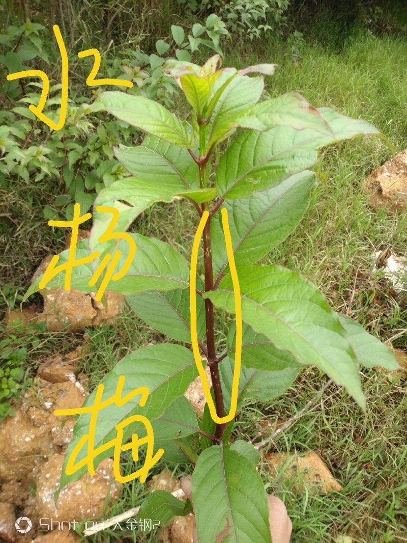 广西河池本地野生水杨梅
