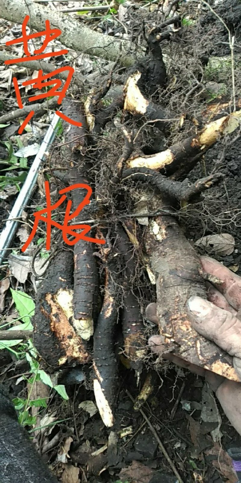广西河池本地野生六万大石山黄根