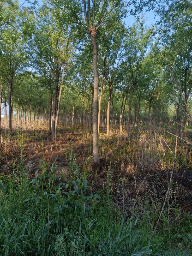 十二公分大白蜡，二米五分枝，六七十棵，需要的联系