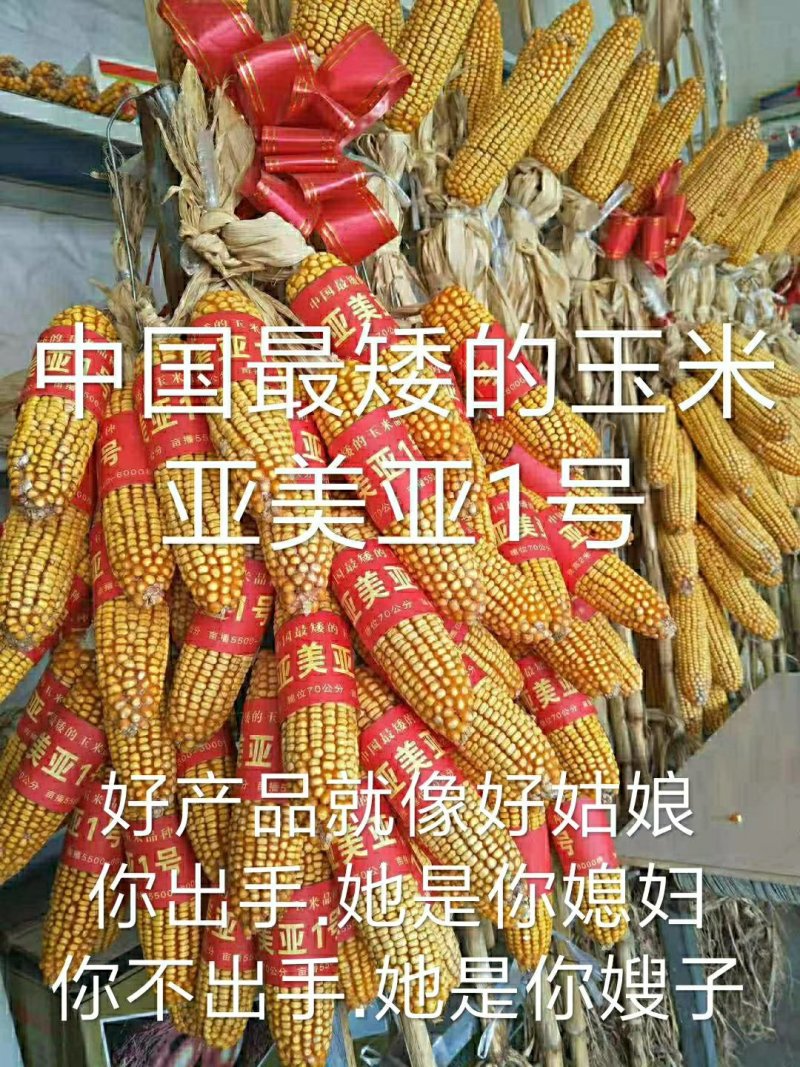 玉米种秋乐368--2017年国审品种