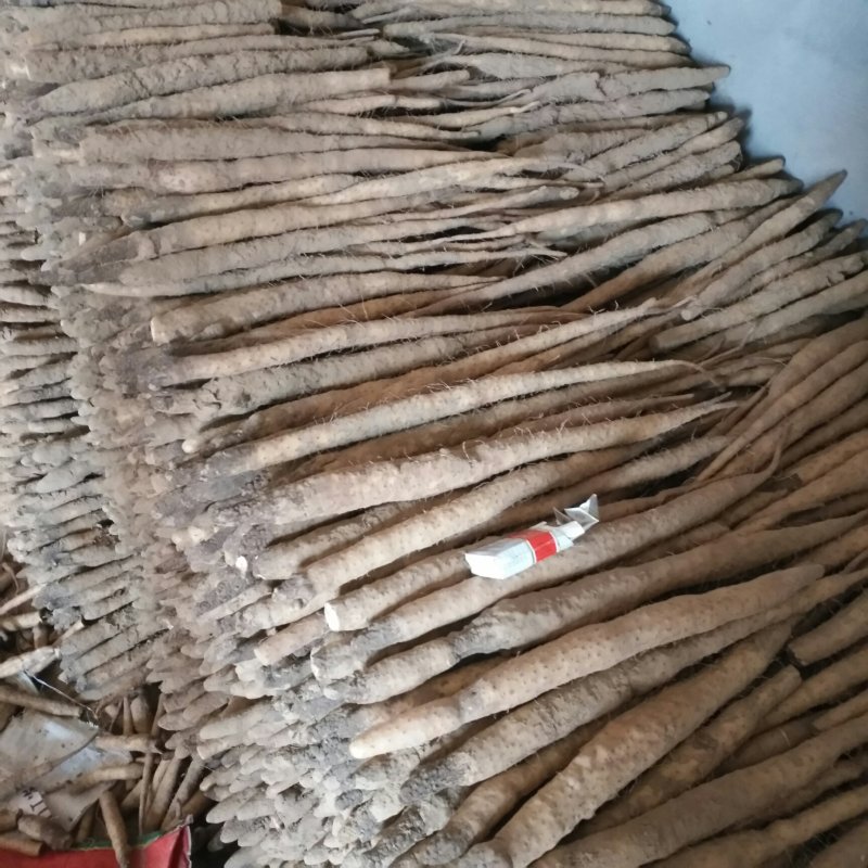 小白嘴大黑头山药