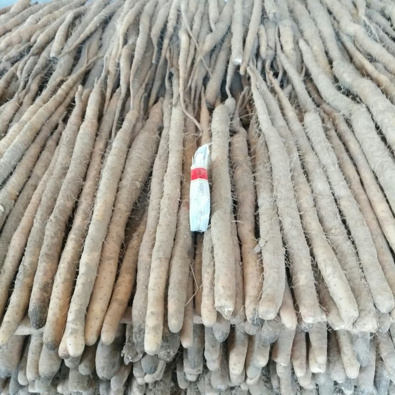 小白嘴大黑头山药
