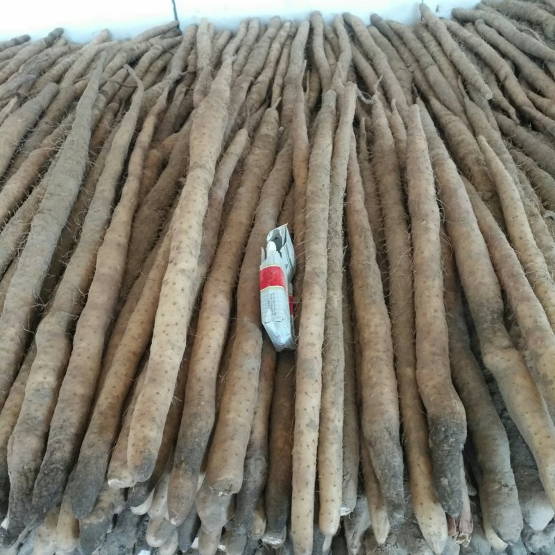 小白嘴大黑头山药