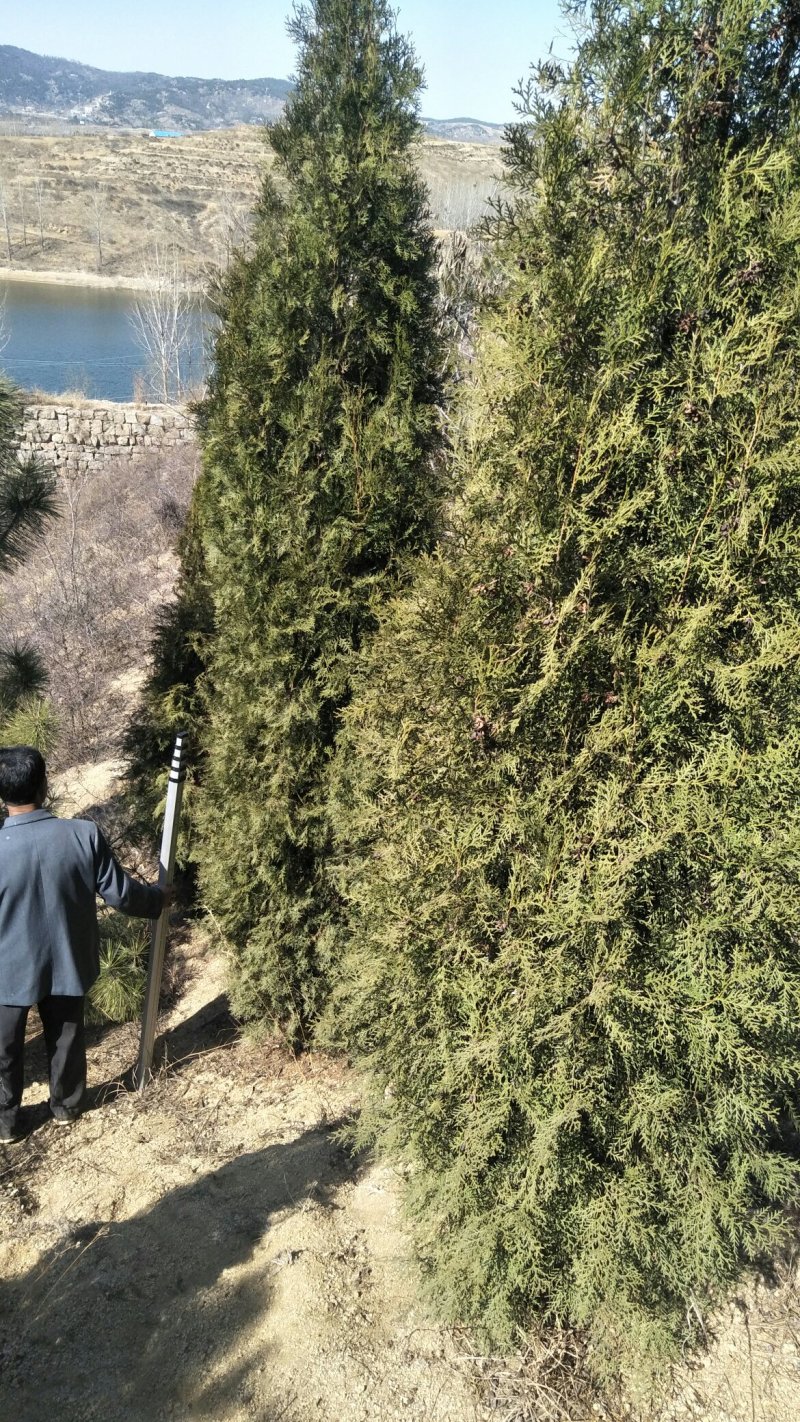 侧柏