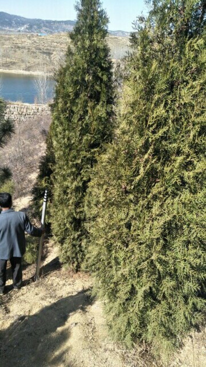 侧柏