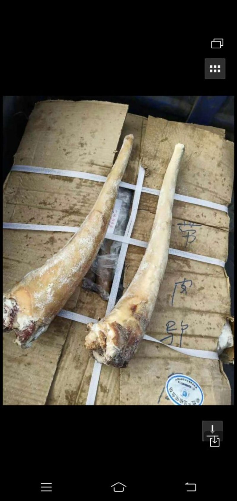 蹄筋，尾巴