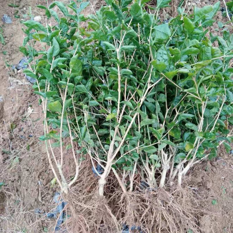 【爆品】包邮2年茉莉花苗春季半成品白色双瓣园林绿化工程苗