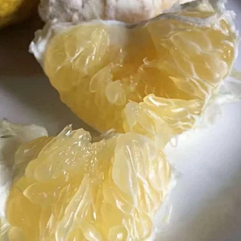 黄金贡柚苗春香橘苗，有一年苗两年试果苗三年挂果苗