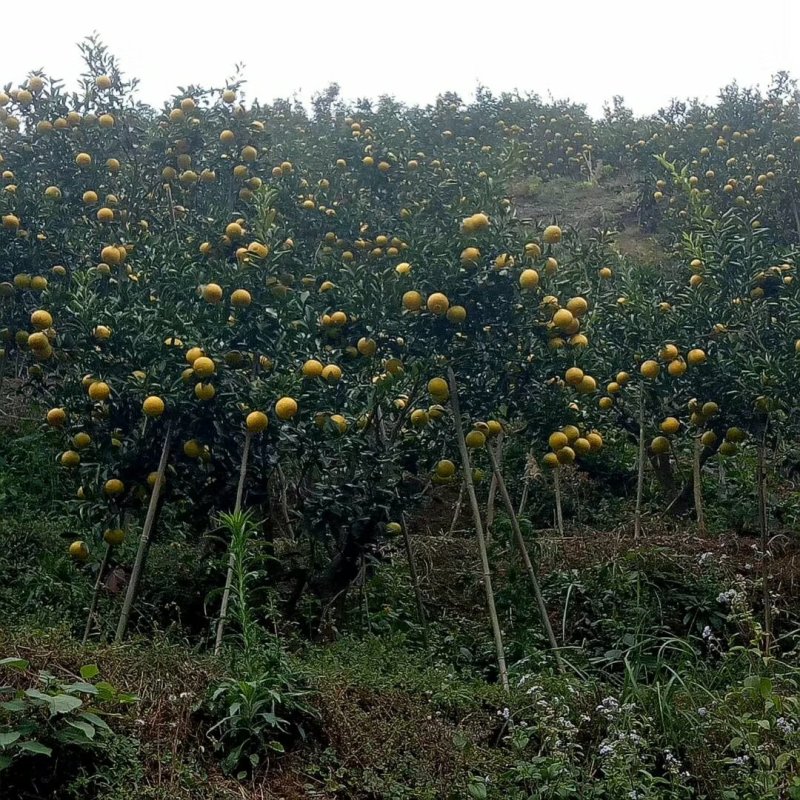 黄金贡柚苗春香橘苗，有一年苗两年试果苗三年挂果苗