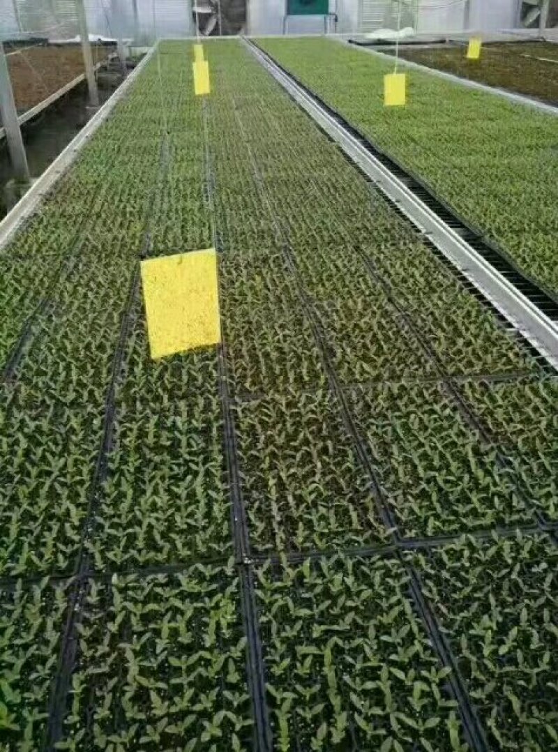 山东特菜，野菜，花生芽，冰草等上百品种批发
