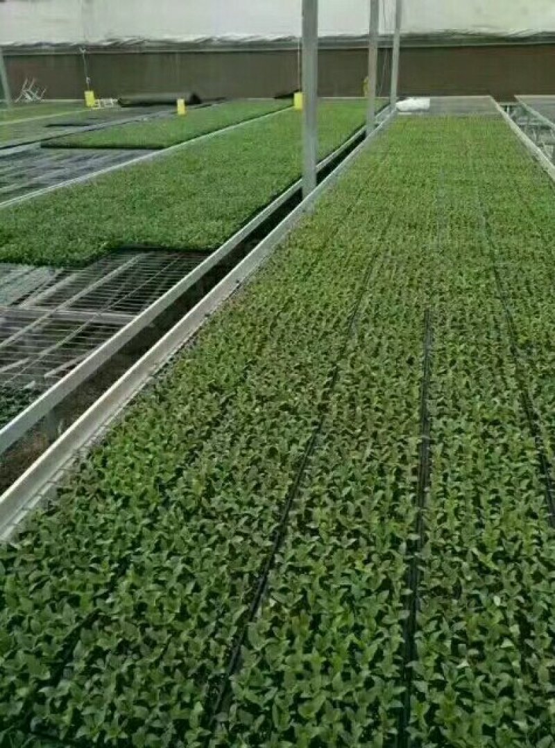 山东特菜，野菜，花生芽，冰草等上百品种批发
