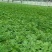 山东特菜，野菜，花生芽，冰草等上百品种批发