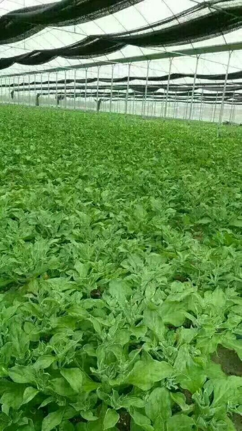 山东特菜，野菜，花生芽，冰草等上百品种批发