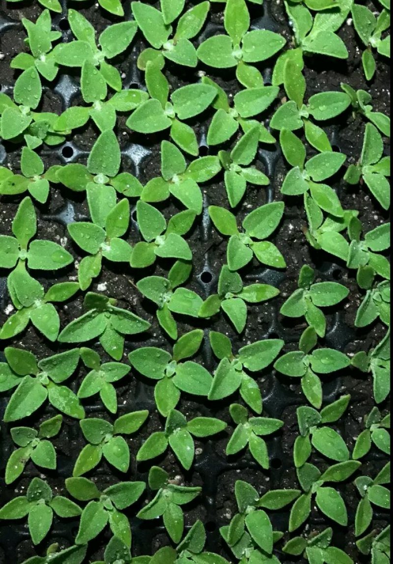 山东特菜，野菜，花生芽，冰草等上百品种批发