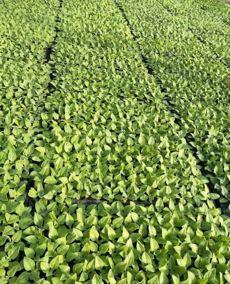 山东特菜，野菜，花生芽，冰草等上百品种批发