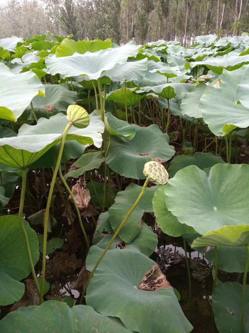 莲藕苗