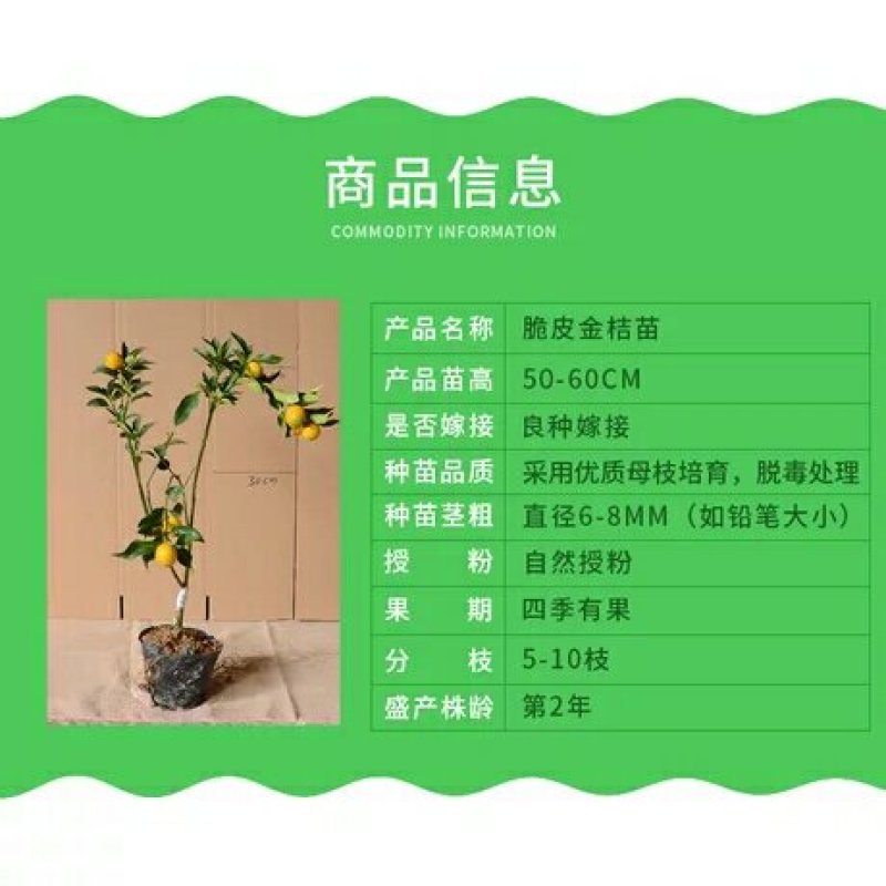 金桔树苗沙糖桔无籽南北方橘子嫁接苗温州裤子苗