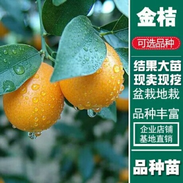 金桔树苗沙糖桔无籽南北方橘子嫁接苗温州裤子苗