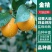 金桔树苗沙糖桔无籽南北方橘子嫁接苗温州裤子苗