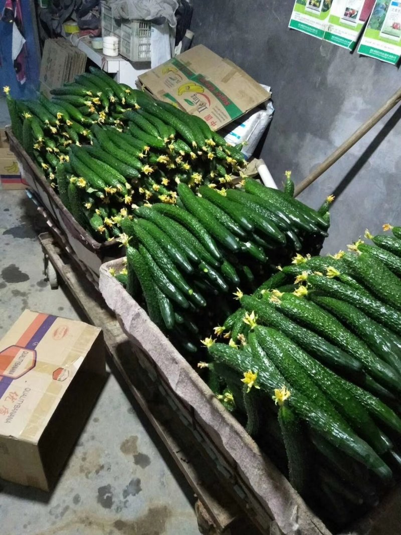 黄瓜