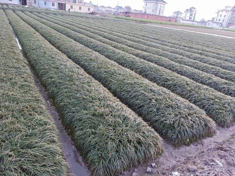 浙江麦冬草-金边麦冬支持视频看货一手货源欢迎咨询