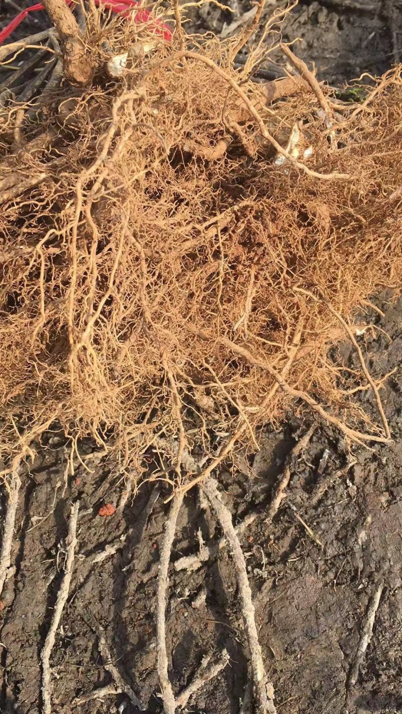 《政府扶贫》中花吴茱萸苗茶辣苗技术指导存活率高