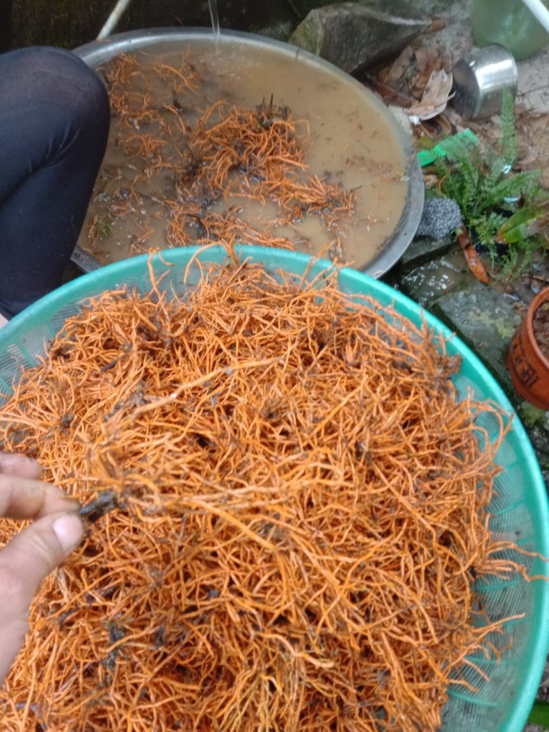 中药材
