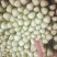 精品芹菜代发全国大量有货商超**，市场批发，