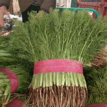 精品茴香苗大量上市高端品质货量大价格优