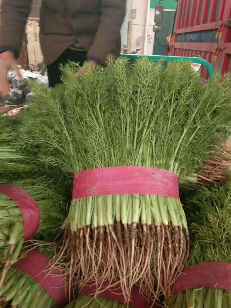 精品茴香苗大量上市高端品质货量大价格优