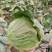 扁包菜1~2公斤