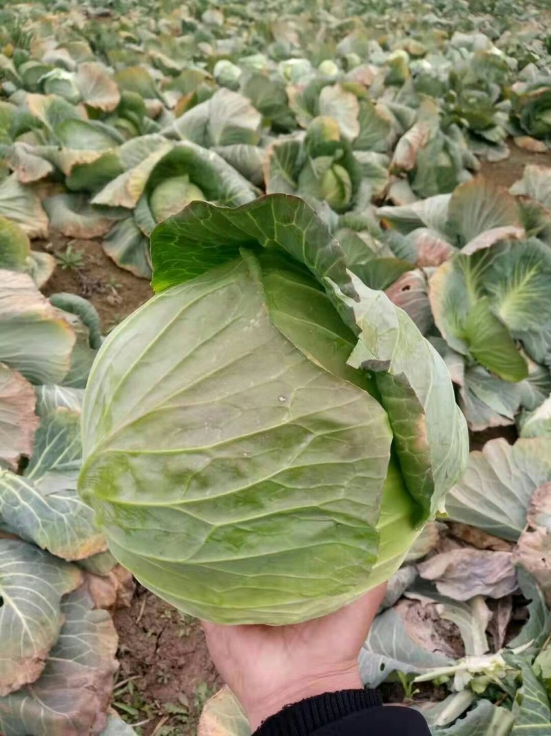 扁包菜1~2公斤
