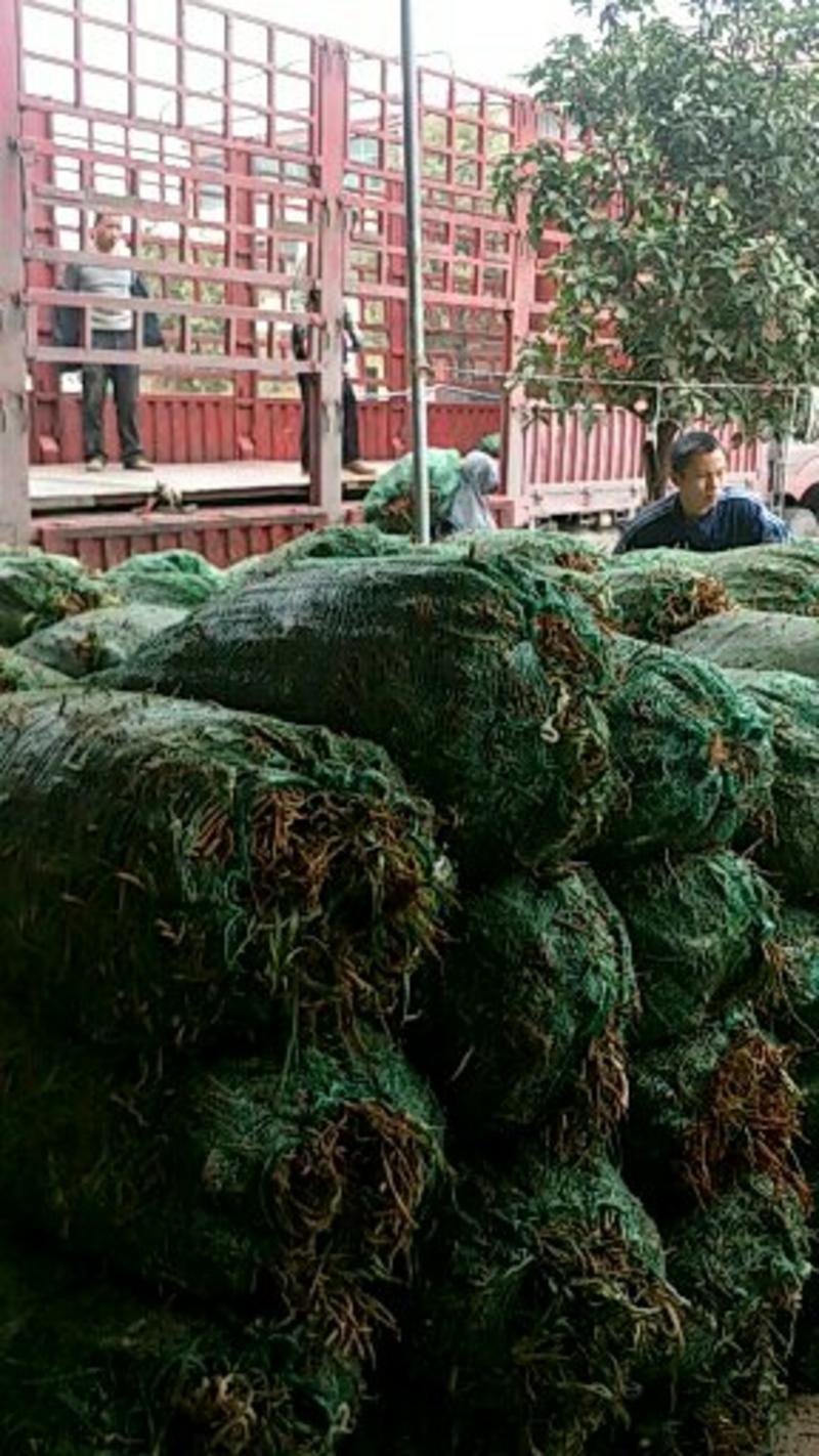 黄花菜种苗高产量黄花菜苗子免费提供技术指导包教包会