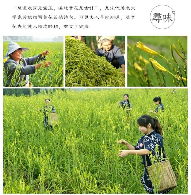 黄花菜种苗高产量黄花菜苗子免费提供技术指导包教包会