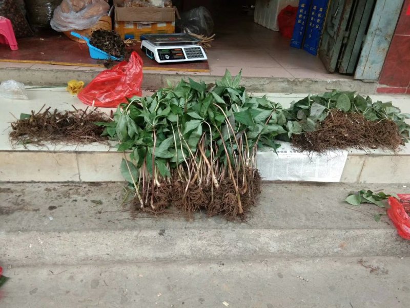 七叶一枝花干货、无硫磺