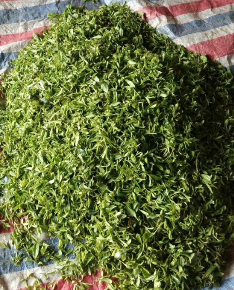 大瑶山古树野生红茶