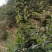大瑶山古树野生红茶