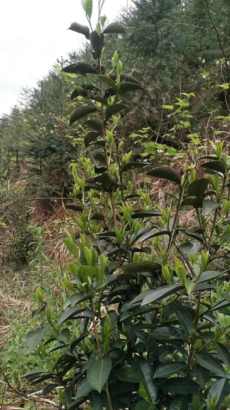 大瑶山古树野生红茶