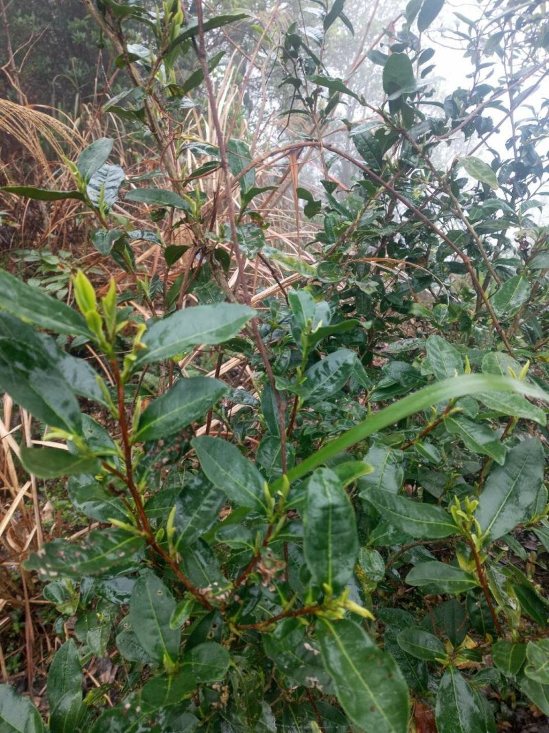 大瑶山古树野生红茶