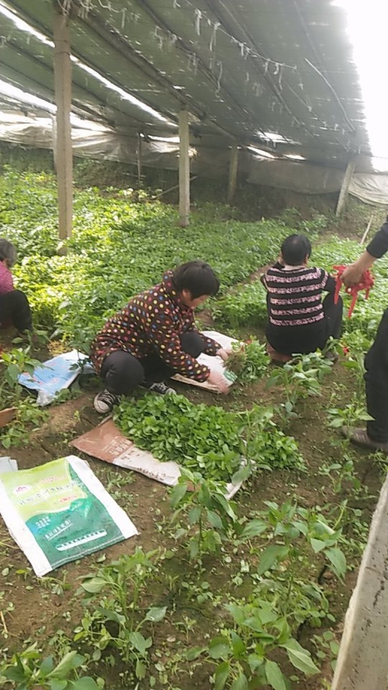 叶菜类，大叶荆菜，叶色鲜美嫩绿，叶片肥厚而实，味到浓香