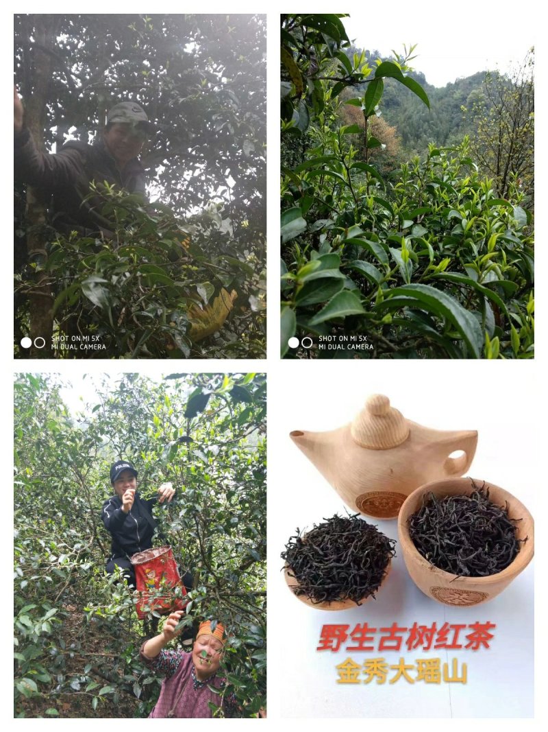 大瑶山古树野生红茶
