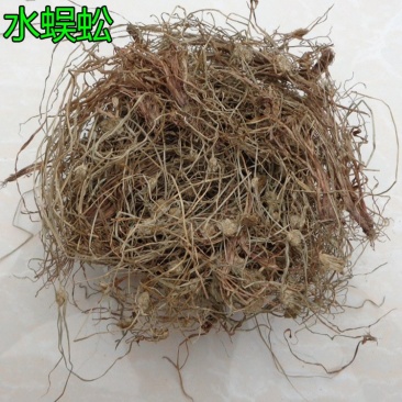 水蜈蚣珠子草三荚草金牛草中药材