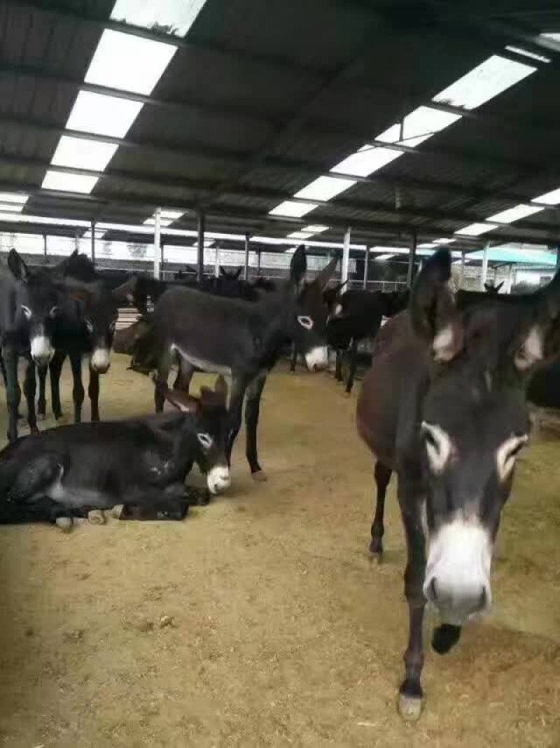 育肥驴商品驴成年肉驴多少钱一斤