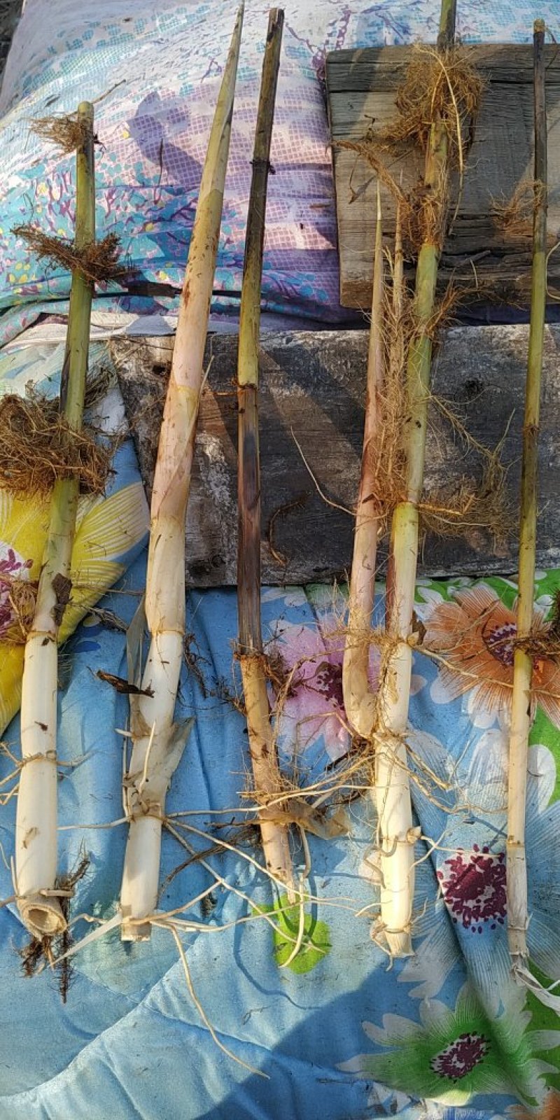 芦苇苗水生植物，量大优惠，现货供应